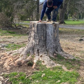 Busy Beaver Stump Grinding - Did their massive sugar maple for a local landscaping company. - Tree Services Near Me Busy Beaver Stump Grinding - Did their massive sugar maple for a local landscaping company. - Tree Services Near Me
