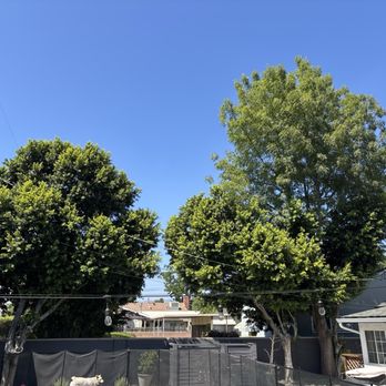 Alberto's Tree Trimming - Tree Services Near Me Alberto's Tree Trimming - Tree Services Near Me