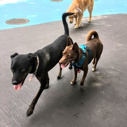 Leroy Street Dog Run