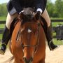 Photo of Hand & Hoof Equine
