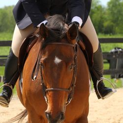 Hand & Hoof Equine