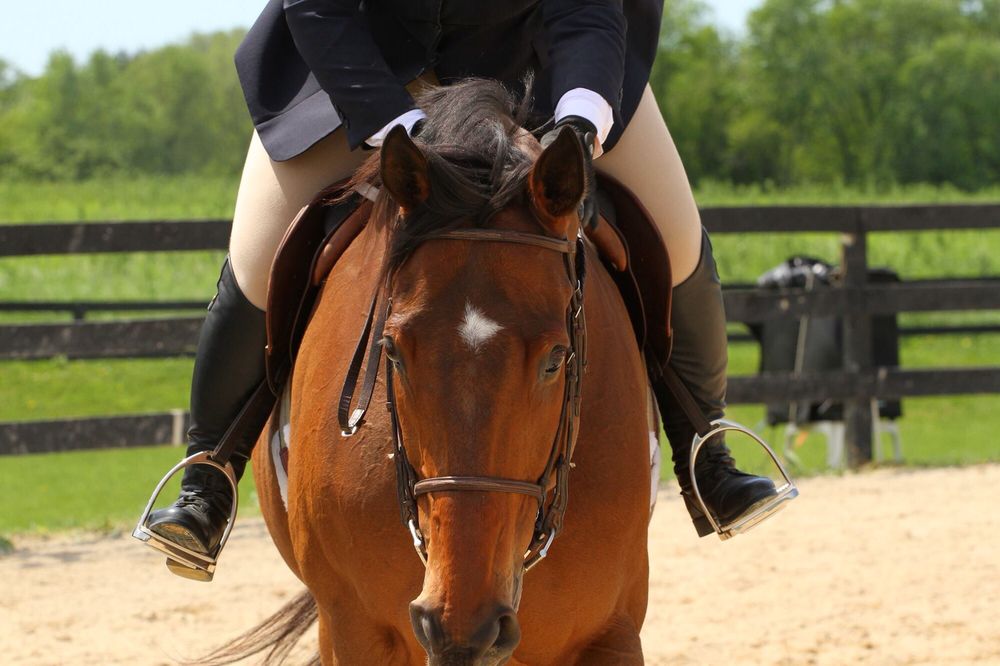 Hand & Hoof Equine - equestrian in Elgin, IL