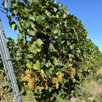 Bonobo Winery - Wineries Near Me - Traverse City, Michigan