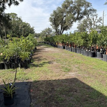 Fruit Trees Only - nursery - Nurseries & Gardening Near Me - St. Augustine, Florida