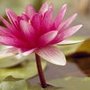 Health, Serenity & Wellness Massage