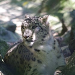 Zoo d'Asson