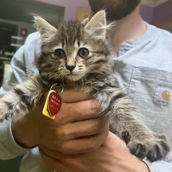 The NOAH Center - Kitten - Pet Stores Near Me - Stanwood, Washington The NOAH Center - Kitten - Pet Stores Near Me - Stanwood, Washington