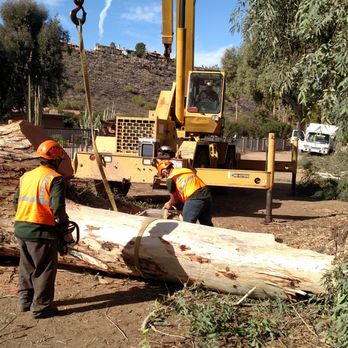 Sage Tree Care - Tree Services Near Me Sage Tree Care - Tree Services Near Me