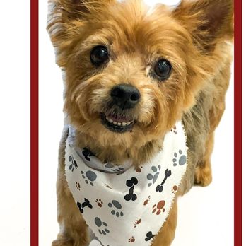 Sac Dog Central - Pet Training Near Me - Sacramento, California Sac Dog Central - Pet Training Near Me - Sacramento, California