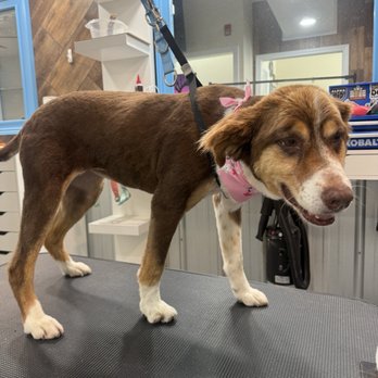 The Pet Spa - Ready for the runway, so beautiful - Pet Groomers Near Me - Myrtle Beach, South Carolina The Pet Spa - Ready for the runway, so beautiful - Pet Groomers Near Me - Myrtle Beach, South Carolina