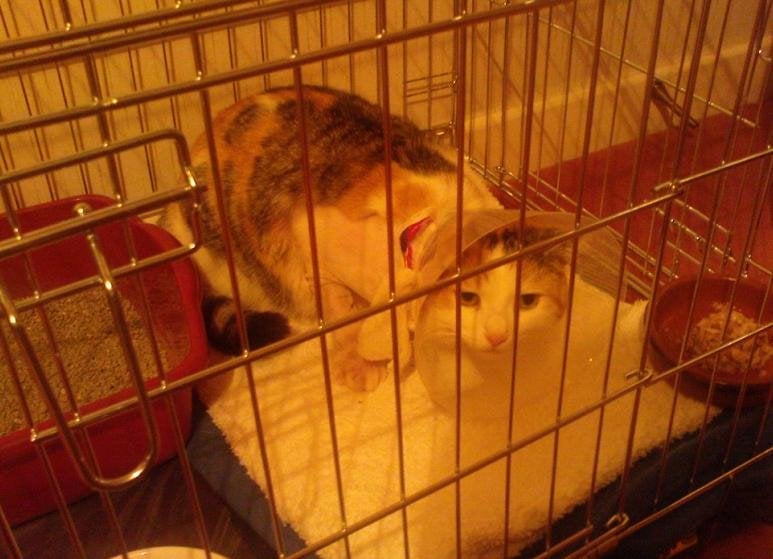 PET EMERGENCY HOSPITAL Updated June 2024 University Veterinary