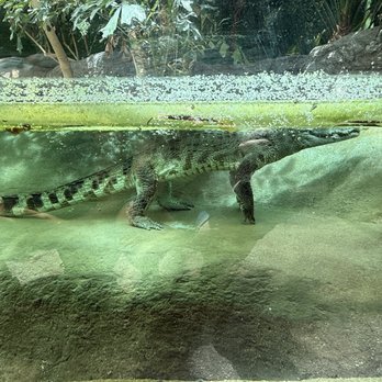 Denver Zoo - Zoos Near Me - Denver, Colorado Denver Zoo - Zoos Near Me - Denver, Colorado