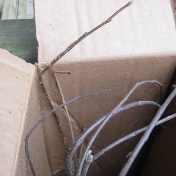 TN Nursery - Top of twigs wedged in between inner and outer flaps of box, forcing a 45 degree angle kink and mortal break in stems by several inches. - Nurseries & Gardening Near Me - Altamont, Tennessee TN Nursery - Top of twigs wedged in between inner and outer flaps of box, forcing a 45 degree angle kink and mortal break in stems by several inches. - Nurseries & Gardening Near Me - Altamont, Tennessee