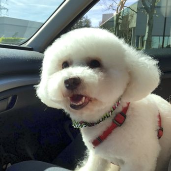 Mutt Cutts Dog Spa - Pet Groomers Near Me - Chino, California Mutt Cutts Dog Spa - Pet Groomers Near Me - Chino, California