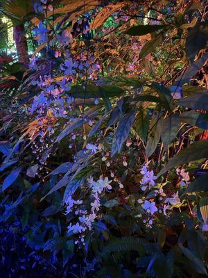 McKee Botanical Garden by null