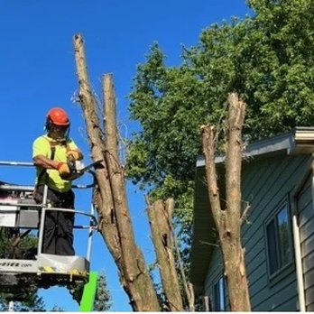 Bob's Tree Service - Tree Services Near Me - Butte Des Morts, Wisconsin Bob's Tree Service - Tree Services Near Me - Butte Des Morts, Wisconsin