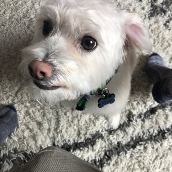 Dewberry Dogs - Freshly groomed pup - Pet Groomers Near Me - Boston, Massachusetts