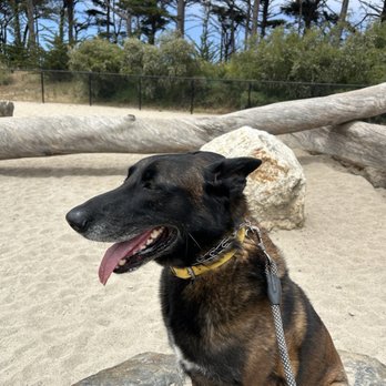 Dairydell Canine Training - Pet Training Near Me - Petaluma, California Dairydell Canine Training - Pet Training Near Me - Petaluma, California