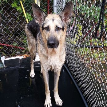 Noble Buddy Concierge - Mr Blake getting a bath - Pet Sitting Near Me Noble Buddy Concierge - Mr Blake getting a bath - Pet Sitting Near Me