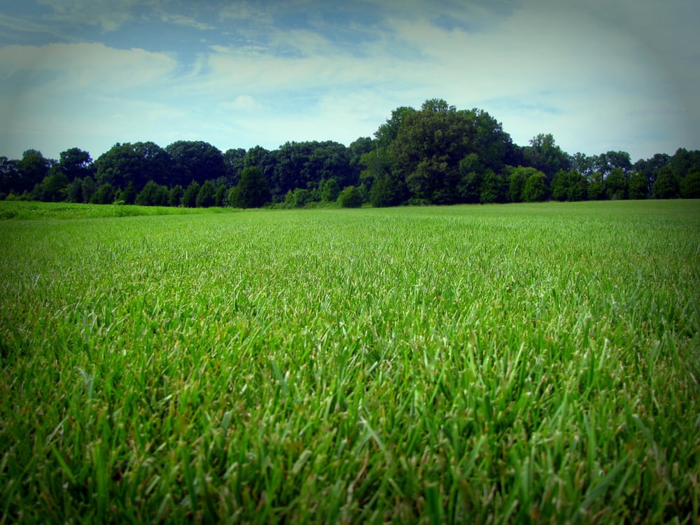 TOP TURF Updated June 2024 706 Walt Campbell Rd, Hazel Green