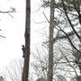 Photo of Efren's Tree Services