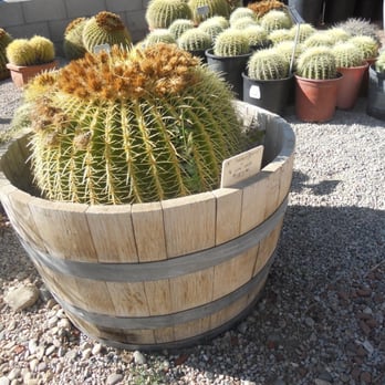 Cactus Mart - A barrel cactus in a whiskey barrel! - Nurseries & Gardening Near Me - Morongo Valley, California Cactus Mart - A barrel cactus in a whiskey barrel! - Nurseries & Gardening Near Me - Morongo Valley, California