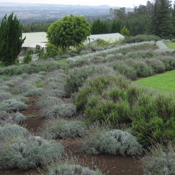 Ali'i Kula Lavender - Tours Near Me - Kula, Hawaii Ali'i Kula Lavender - Tours Near Me - Kula, Hawaii