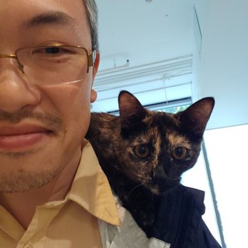 KitTea - Belle on my shoulders. - Pet Adoption Near Me - San Francisco, California