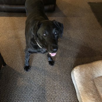 Fur De Lis Mobile Veterinary Services, LLC - Molly - Veterinarians Near Me