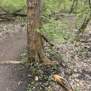 Aullwood Audubon - Osage orange - Parks Near Me - Dayton, Ohio Aullwood Audubon - Osage orange - Parks Near Me - Dayton, Ohio