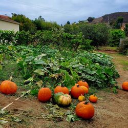 Escondido High School - Pumpkin Fest 2022