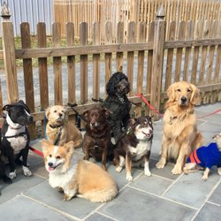 DogOn Fitness - The gang is ready for their weekend group walk.