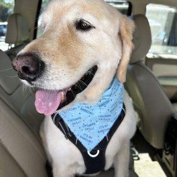Just Fur Paws - Just had my day of beauty at Just Fur Paws - Pet Groomers Near Me - Mission Viejo, California Just Fur Paws - Just had my day of beauty at Just Fur Paws - Pet Groomers Near Me - Mission Viejo, California
