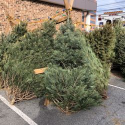 Rockville Volunteer Fire Department - Good place to buy a Christmas tree