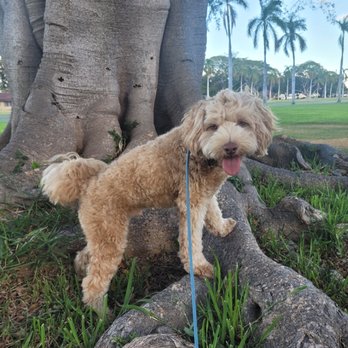 Kaulike K9 - Luca standing on tree roots. - Pet Training Near Me Kaulike K9 - Luca standing on tree roots. - Pet Training Near Me