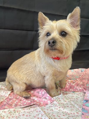 Captivating Dog Groomer Salisbury Nc Landscape Illustration Captivating Dog Groomer Salisbury Nc Landscape Illustration