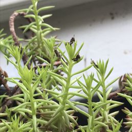 a close up of a plant