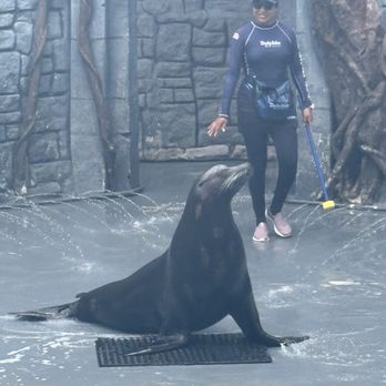 Dolphin Discovery - Sea lion - Aquariums Near Me - Cozumel, ROO Dolphin Discovery - Sea lion - Aquariums Near Me - Cozumel, ROO
