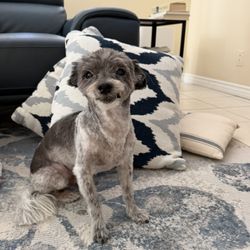 Fur-ever Pet Grooming