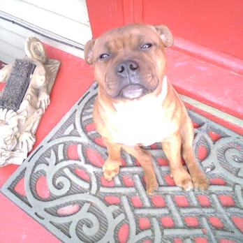 Baba Lu's Playhouse - Babu on the front porch waiting to welcome all his canine friends for the day! - Pet Boarding Near Me - Seattle, Washington