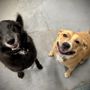 Photo of Ark Animal Hospital