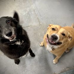 Ark Animal Hospital - Our two Doggos that Ark Veterinary cares for