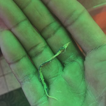 5th Element - Found this in my mouth after taking a bite of their food, and management didn't care/apologize. Just told me it was a thread. - Indian Near Me - Jacksonville, Florida 5th Element - Found this in my mouth after taking a bite of their food, and management didn't care/apologize. Just told me it was a thread. - Indian Near Me - Jacksonville, Florida