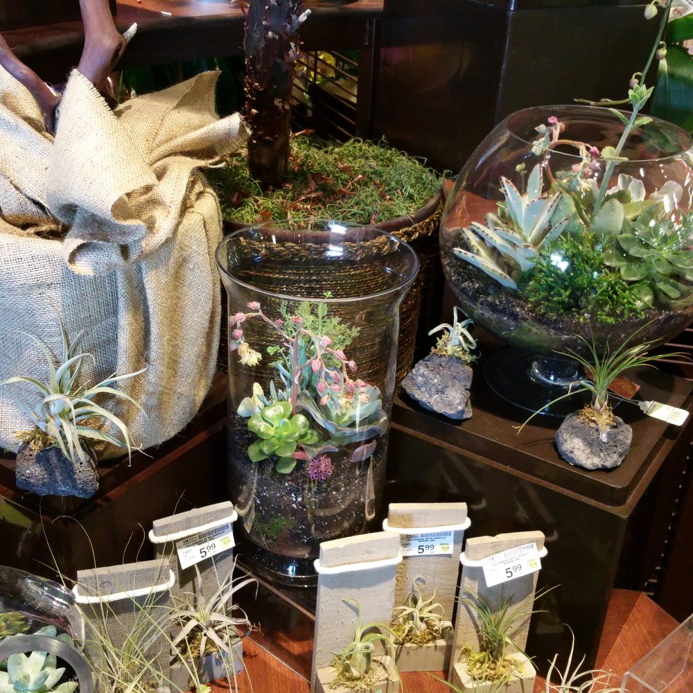 Vons - Beautiful succulents - Grocery Near Me - San Pedro, California Vons - Beautiful succulents - Grocery Near Me - San Pedro, California