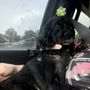 Pampered Pets  Grooming