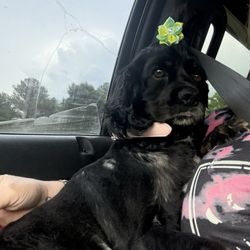 Pampered Pets  Grooming - My baby Gemma when I picked her up from Pampered Pets , thank you Donna you done an outstanding job