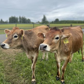 Appel Farms Cheese - The gals from The farm - Cheese Shops Near Me - Ferndale, Washington