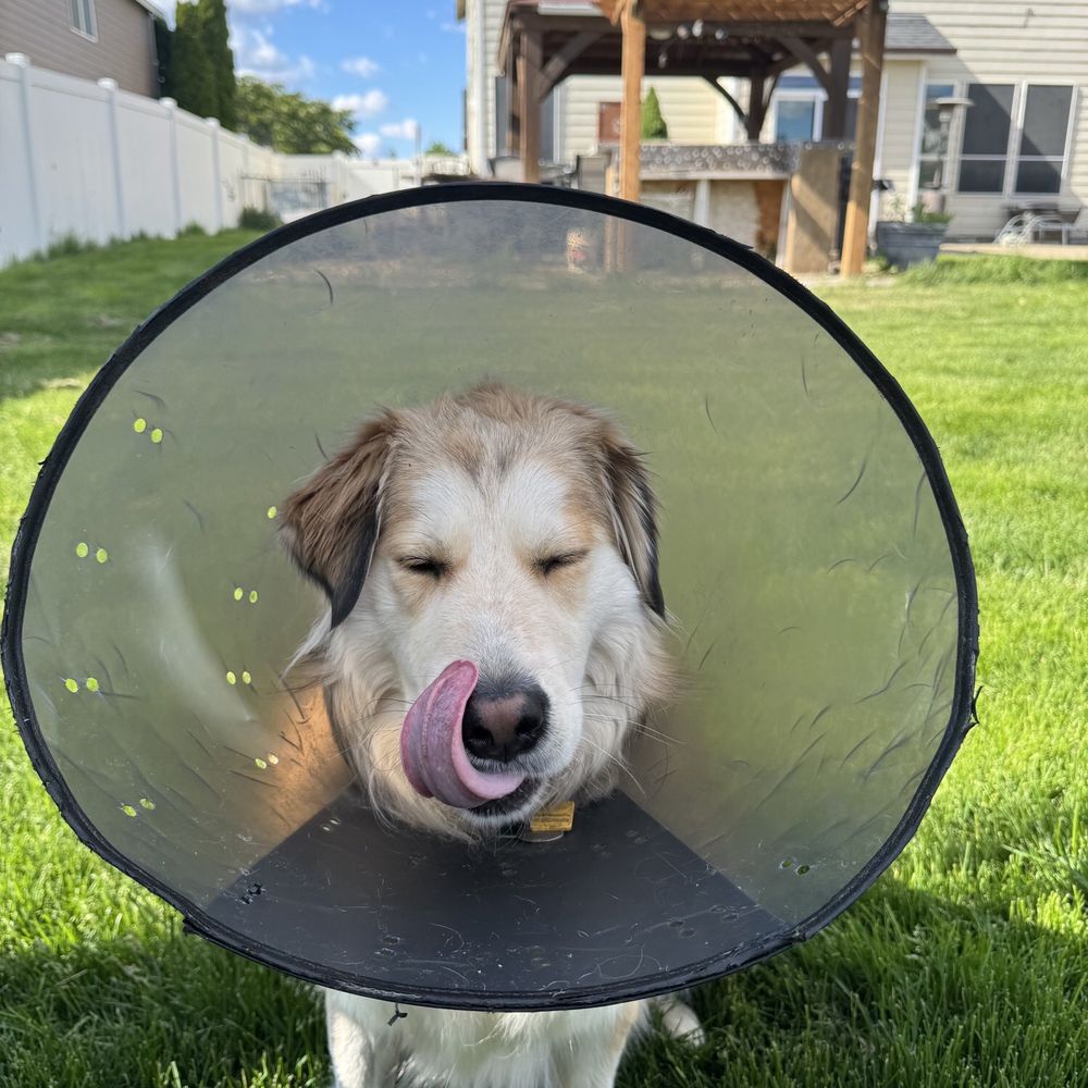 King's Veterinary Clinic - Mr bond with his cone on - Veterinarians Near Me - Airway Heights, Washington King's Veterinary Clinic - Mr bond with his cone on - Veterinarians Near Me - Airway Heights, Washington