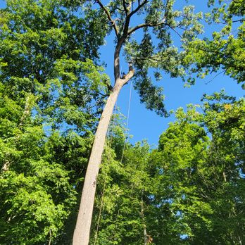 Borris Tree - Tree Services Near Me - Wickliffe, Ohio