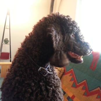 Petable Pet Grooming - Pet Groomers Near Me - Clackamas, Oregon
